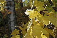 VorGor_26_IMG_4552.jpg