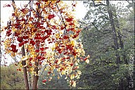 VorGor_32_IMG_4616.jpg