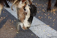 03SouthCoast_02Goats_07_IMG_2713.jpg