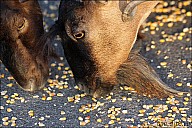 03SouthCoast_02Goats_09_IMG_2678.jpg