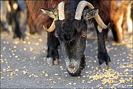 03SouthCoast_02Goats_13_IMG_2727.jpg