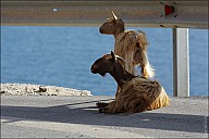 03SouthCoast_02Goats_16A_IMG_3289.jpg