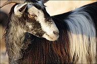 03SouthCoast_02Goats_18_IMG_2701.jpg