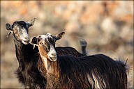 03SouthCoast_02Goats_19_IMG_2755.jpg