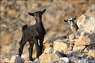 03SouthCoast_02Goats_21_IMG_2768-73.jpg