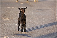 03SouthCoast_02Goats_22_IMG_2736.jpg