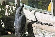 2012-09-01_Birds_01_IMG_8482.jpg