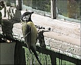 2012-09-01_Birds_05_IMG_8493.jpg