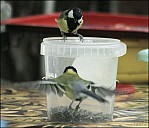 2012-09-01_Birds_07_IMG_8667.jpg