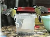 2012-09-01_Birds_09_IMG_8669.jpg