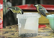 2012-09-01_Birds_11_IMG_8725.jpg