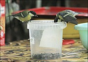 2012-09-01_Birds_12_IMG_8726.jpg