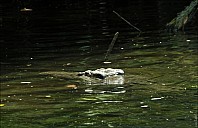 03-crocodile-01-5143.jpg