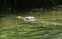 03-crocodile-02-5149.jpg