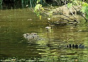 03-crocodile-04-5181.jpg