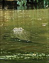 03-crocodile-06-5197.jpg