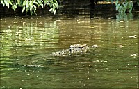 03-crocodile-08-5211.jpg