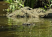 03-crocodile-10-5232-abc.jpg