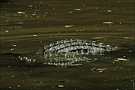 03-crocodile-11-5245.jpg