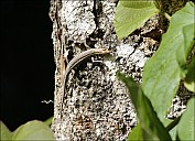 04-lizard-03--3998.jpg