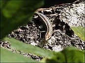 04-lizard-04--4002-abc.jpg