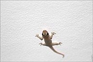 05-gecko-01--4944-abc.jpg