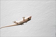 05-gecko-02--4961.jpg