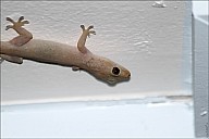 05-gecko-03--4956.jpg