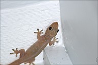 05-gecko-04--4981.jpg