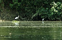 08-bird2-01-5322.jpg