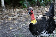 10-cassowary-01--3046.jpg