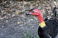 10-cassowary-02--3057.jpg