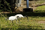 11-bird-5080.jpg