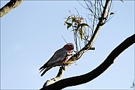 13-parrot0-02--2311.jpg