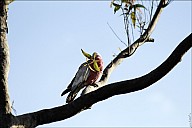 13-parrot0-03--2320.jpg