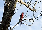 13-parrot0-05--2334.jpg