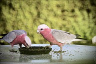 15-parrot1-02--2279-abc.jpg: 800x534, 149k (2013-02-10, 12:00) 15-parrot1-02--2279-abc.jpg: 800x534, 149k (2013-02-10, 12:00)