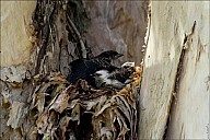 16-nest-03--5069.jpg