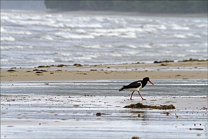 06-bird-01--3254-abc.jpg: 800x534, 180k (2013-02-10, 11:59)