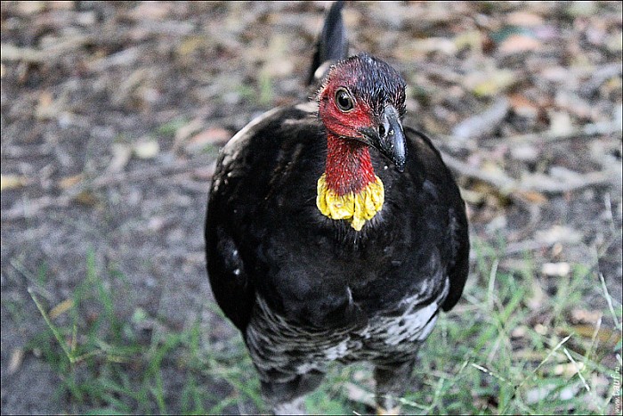 10-cassowary-03--3050-abc.jpg: 800x534, 258k (2013-02-10, 12:00)