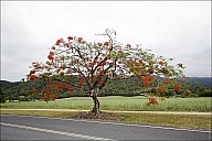 2012-11-xx-Australia-Flora-0109-Mossman-MG_2307.jpg