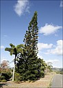 2012-11-xx-Australia-Flora-0541-Roads-1662.jpg