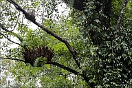 2012-11-xx-Australia-Flora-1214-RainForest-_MG_4023.jpg