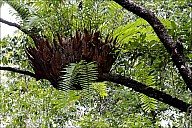 2012-11-xx-Australia-Flora-1315-RainForest-_MG_4022.jpg