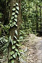 2012-11-xx-Australia-Flora-1519-RainForest-_MG_4206.jpg