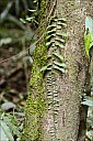 2012-11-xx-Australia-Flora-1723-RainForest-_MG_4193.jpg