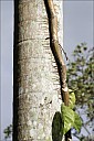 2012-11-xx-Australia-Flora-1824-RainForest-_MG_3908-abc.jpg: 801x1200, 429k (2016-12-11, 11:31)