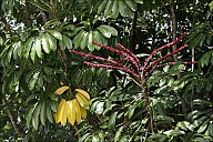 2012-11-xx-Australia-Flora-1925-RainForest-_MG_4223.jpg