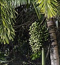 2012-11-xx-Australia-Flora-2026-RainForest-_MG_3916.jpg