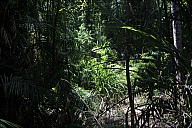 12-Kuranda-2784.jpg